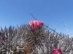 Copiapoa desertorum