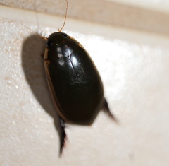 Cybister tripunctatus