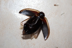 Cybister tripunctatus