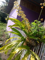 Grammatophyllum scriptum