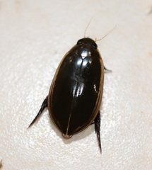 Cybister tripunctatus
