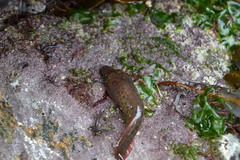 Lepadogaster purpurea