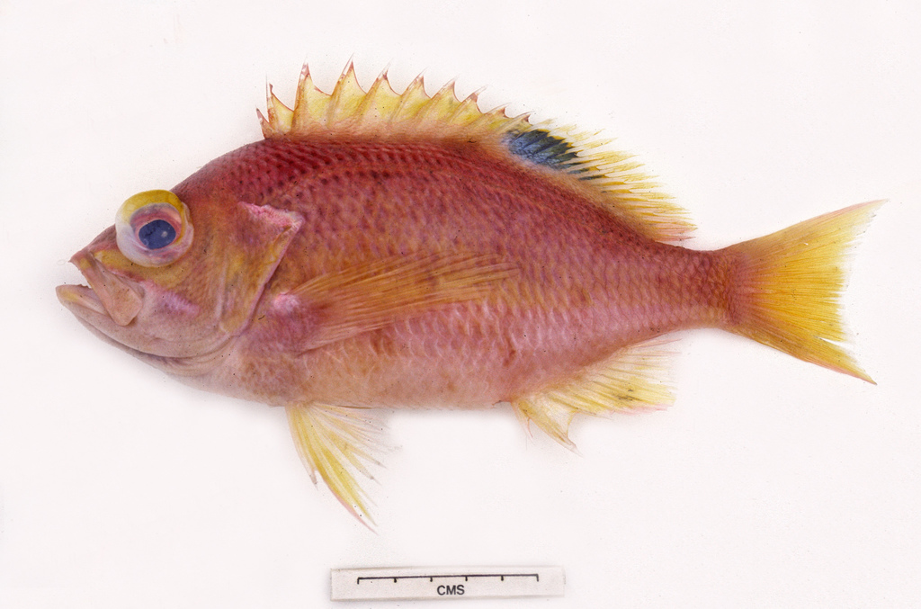 Eastern Orange Perch