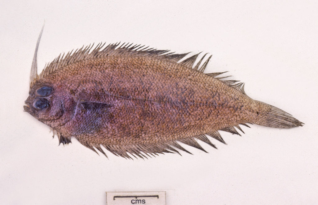Crested flounder (Lophonectes gallus) — Bothidae
