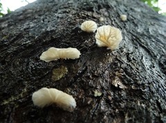 Campanella junghuhnii