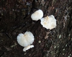 Campanella junghuhnii