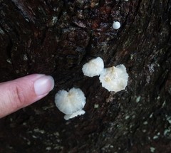 Campanella junghuhnii