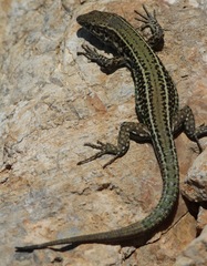 Podarcis cretensis