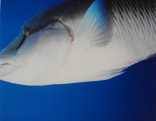 Napoleon Wrasse — seen at this dive site