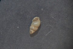 Carychium tridentatum