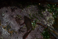 Lepadogaster purpurea