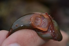 Lepadogaster purpurea