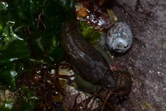 Lepadogaster purpurea