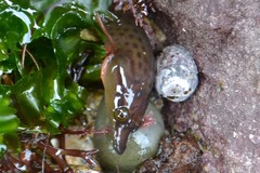 Lepadogaster purpurea