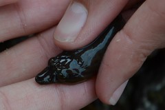 Lepadogaster purpurea