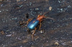 Brachinus sclopeta