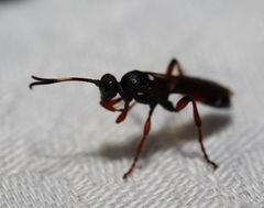 Ichneumon promissorius