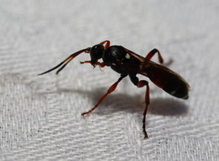 Ichneumon promissorius