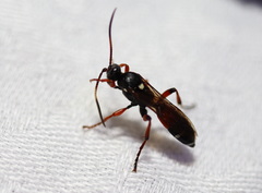 Ichneumon promissorius