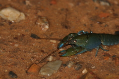 Cherax depressus