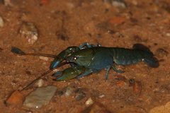Cherax depressus