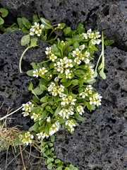 Cochlearia groenlandica