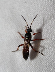 Ichneumon promissorius
