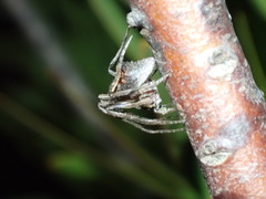 Cyphalonotus