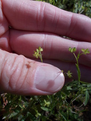 Ranunculus hebecarpus