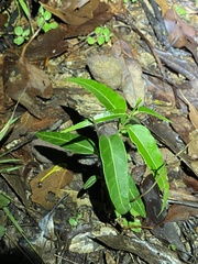 Leichhardtia coronata