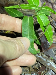 Leichhardtia coronata