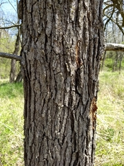 Quercus