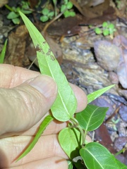Leichhardtia coronata