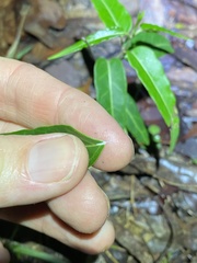 Leichhardtia coronata
