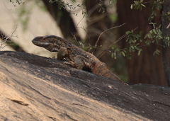 Varanus albigularis microstictus