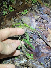 Leichhardtia coronata