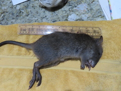 Potorous tridactylus