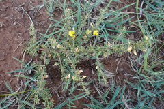 Crotalaria eremicola