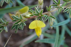 Crotalaria eremicola
