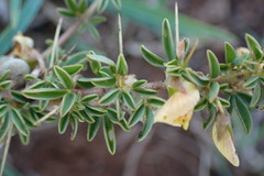 Crotalaria eremicola