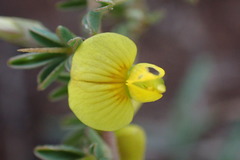 Crotalaria eremicola
