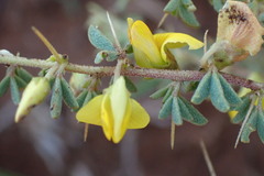 Crotalaria eremicola