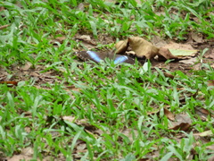 Morpho helenor achillides