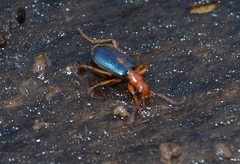 Brachinus sclopeta