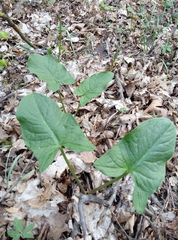 Arum besserianum