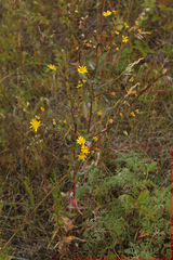Artemisia santolinifolia