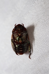 Anoplognathus daemeli