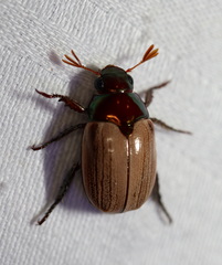 Anoplognathus daemeli