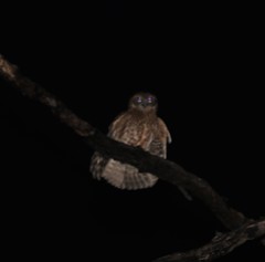 Ninox boobook boobook