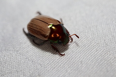 Anoplognathus daemeli